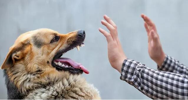 阜陽打狂犬疫苗多少錢?