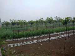 利辛县双营社区：一百多亩枇杷树苗长势喜人